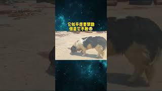 流浪狗脖子上陷入铁丝 #救助流浪狗 #狗狗