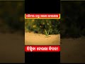 ଝିଣ୍ଟିକା ସ୍ପ୍ରିଂ ଲଗାଇ ଡେଇଲା gapa odiagapa story stories facts kahani shorts viral trending cartoon