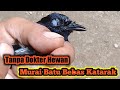 cara mengobati sakit katarak burung murai batu