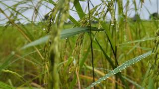 Khmer Land \u0026 life Rural landscape 02