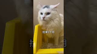 咋说呢 在一起久了总是会越来越像的（鼻子上都粘着猫砂） 记录猫咪日常 猫咪的迷惑行为