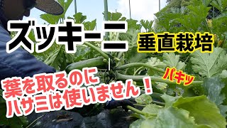 ズッキーニの垂直栽培方法！葉を取るのにハサミは使いません 【髭サン農家】