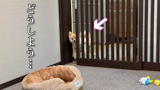 愛犬のことで困っていることがあります…