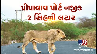 Gujarat: 2 lions seen roaming near Pipavav port in Amreli| TV9GujaratNews