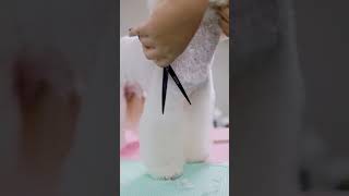 你就是布朗熊本熊吧！|比熊犬宠物美容 Bichon Grooming#shortsvideo #petgrooming