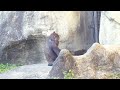 ringo is curious about the neighboring chimpanzees and stands tall to greet them林戈好奇隔壁猩猩，他站高跟隔壁鄰居打招呼