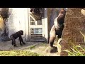 ringo is curious about the neighboring chimpanzees and stands tall to greet them林戈好奇隔壁猩猩，他站高跟隔壁鄰居打招呼