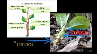 Черенкование ГОРТЕНЗИИ с 100% результатом.Размножаем - ЛЕГКО!