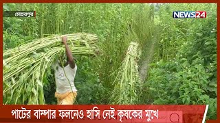 পাটের বাম্পার ফলনেও হাসি নেই মেহেরপুরে কৃষকের মুখে 14Aug.21|| Meherpur Jute