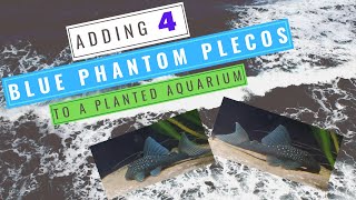 Four Blue Phantom Plecos in a Planted Tank!