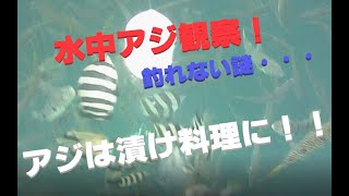 男鹿磯水中撮影でアジ観察！釣れない謎！！