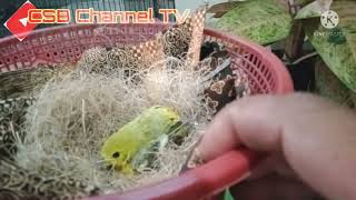 TERNAK SIRTU/CIPOH di kandang kotak PANEN PERDANA #breeding #sirtugacor #cipoh  #layanganputus