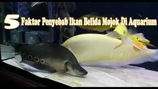 PENYEBAB IKAN BELIDA DIAM DI POJOKAN AQUARIUM