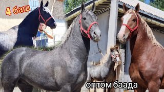 ОПТОМ  БААДА Быштылар Чыкты  Россиядан келди  Ноокат Центрде