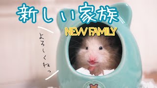 新しい家族をお迎えしました！【ハムスター】