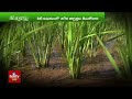 సిరుల పంటకు శ్రీవరి సాగు nelatalli hmtv agri