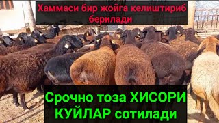 ТОЗА ХИСОРИ КУЙЛАР сотилади. Чупон ва уйда бокадигон боллар жунатган.