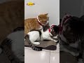 😺 Весёлые коты собаки и котята 🐕🐕‍🦺 — они точно знают как рассмешить 😻🐾 смехдослез котики