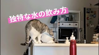 水飲みが独特な猫A cat with a strange way of drinking water #Shorts