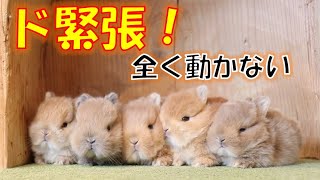 【うさぎさんの反応は！？】初めての場所にドキドキ♪