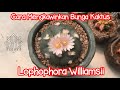 Cara Mudah Mengkawinkan Bunga Kaktus Lophophora Williamsii