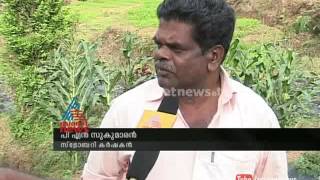 Strawberry farming destroyed in Idukki : Chuttuvattom News