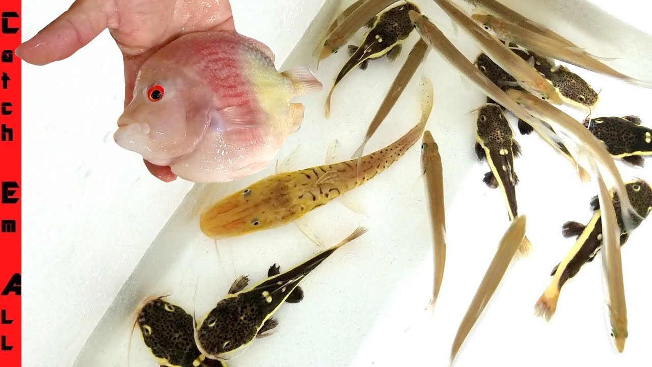 New Exotic Fish Collection Organizing Youtube