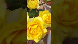 అందమైన గులాబీ పువ్వులు#shortsviral #gardenflowers #shortfeed #rose #yellowroses #shortsvideo #short