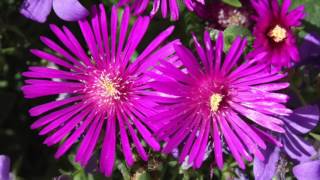 Delosperma - Ice Plant - Mittagsblume - Lampranthus - Делосперма