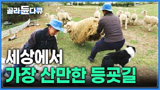 영국출신 해외파 학생들로만 이루어진 ‘남해 언덕 위’ 작은 학교 | 그런데 조금 이상한 학생과 선생님 | 양몰이 보더콜리 사총사의 학교생활 | #골라듄다큐