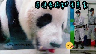 團團來到玻璃窗前吃點心，滿足模樣好可愛|熊貓貓熊The Giant Panda Yuan Yuan and Yuan Bao|台北市立動物園