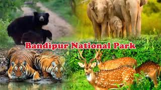 Bandipur National Park | International Day of Forest | Documentary