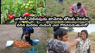 దోస్తులతో వాకింగ్ వెలినపుడు||మా వాలు చేసే పనులను చూస్తే||నవ్వలో ఏడవాలోఅర్థం కాదు||టమోటా ఇకడా చాల చవక