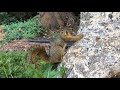 Golden Fox Squirrel at UC Berkeley