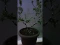 Bonsai Asoka Merah Twin