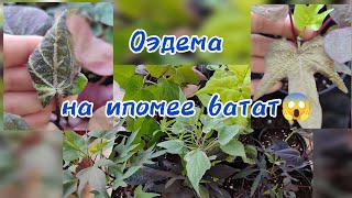 Оэдема на ипомее батат. Что делать, чтобы этого не происходило!