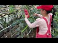 【图安一记】收获火龙果 像猴子一样爬上爬下climbing the trellis like a monkey for dragon fruit