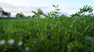 Expanding chickpeas in the West | WA