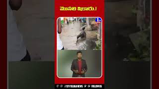 ఊళ్ళో మొసలి షికారు ! | Crocodile In UP Village | Viral Video | 1TV NEWS| #crocodile #crocodileinup