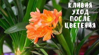 УХОД ЗА КЛИВИЕЙ ПОСЛЕ ЦВЕТЕНИЯ. Мои цветы. Мой опыт.