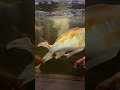 aquascape’s amazing japanese koi