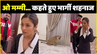 Shehnaaz Gill Got Scared Lion Entered In Her Room Fans Finds Her Expression Cute !