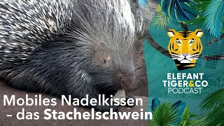 ETC Podcast: Wandelndes Nadelkissen – das Stachelschwein  | Elefant, Tiger \u0026 Co. | MDR