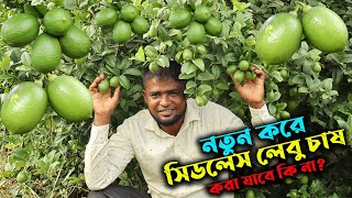 সিডলেস লেবু চাষের বর্তমান চিত্র | নতুন করে বাগান করার আগে ভিডিওটা দেখুন