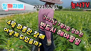 참깨재배, 장마전 반드시 해야할 일은? 4월 파종한 참깨 생육상황 비교 [농사TV]