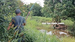 OPTIMIS BERBUAH IKAN GABUS MANIS || mancing tegek gabus di kanal