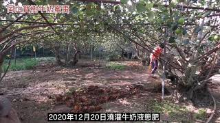 岡山寶樹牛奶蜜棗果園-澆灌牛奶液態肥