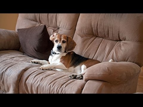 How to Keep Your Puppy Off Furniture | Puppy Care How to Keep Your Puppy Off Furniture | Puppy Care