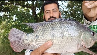 #ಜುಲೇಬಿ ಮೀನು ಹಿಡಿಯುವ ವಿಧಾನ# Tilapia fish hunting