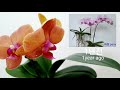 11.호접란 뿌리공중부양재배 성공하기 수경재배와 차이점. phalaenopsis ppuri gongjung buyang jaebae no water culture